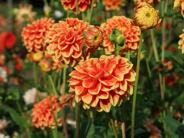 Convertissez votre piscine hors sol en un bassin de poissons